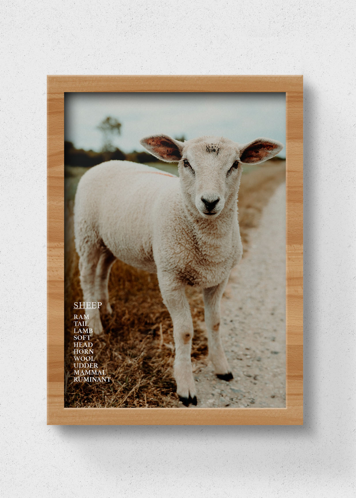 poster of sheep