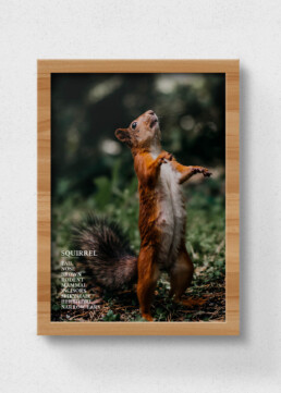 poster squirrel