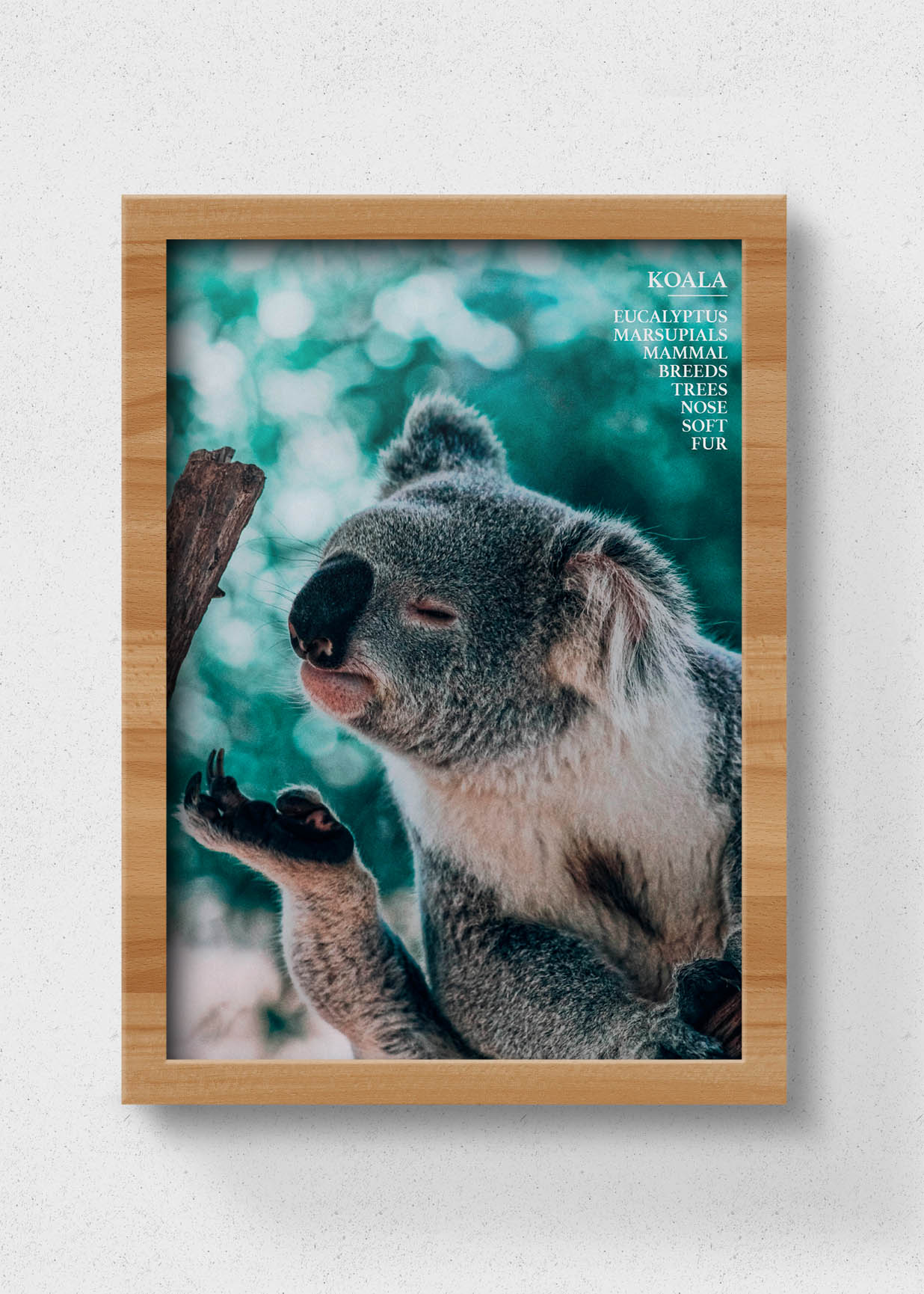 poster koala