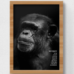monkey poster