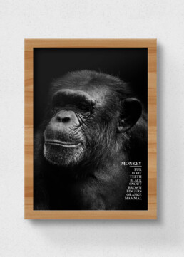 monkey poster