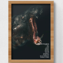 hippo poster