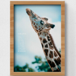 poster giraffe