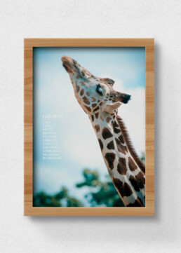 poster giraffe