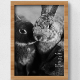 rabbit poster