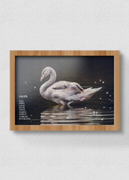 swan poster