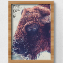 buffalo poster