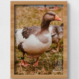 poster goose