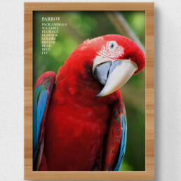 parrot poster
